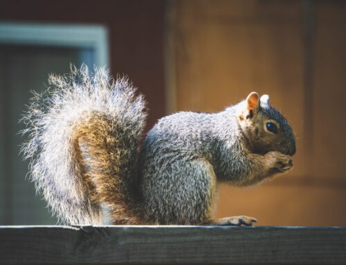 Wildlife & Electrical Wiring: How to Stop Squirrels from Chewing Wires
